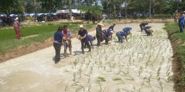มหาสารคามจัดงานประเพณีลงแขกดำนาย้อนยุค เพื่อสืบสานวัฒนธรรมประเพณี ลงแขกดำนาพันธุ์ข้าวพระราชทาน จากสมเด็จพระกนิษฐาธิราชจ้าว กรมสมเด็จพระเทพรัตนราชสุดา สยามบรมราชกุมารี