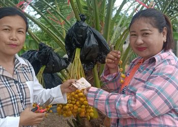 ปราจีนบุรี บ้านสวนนาจำปานิมนต์พระเปิดสวนคนท้องกินฟรี
