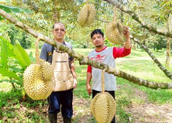 พังงา- หนุ่มท้ายเหมืองเปิดสวนทุเรียนคลองน้ำแดง สืบสานมรดกบรรพบุรุษ เน้นเกษตรอินทรีย์ เตรียมเปิดเป็นแหล่งท่องเที่ยวเชิงเกษตรฤดูกาลหน้า