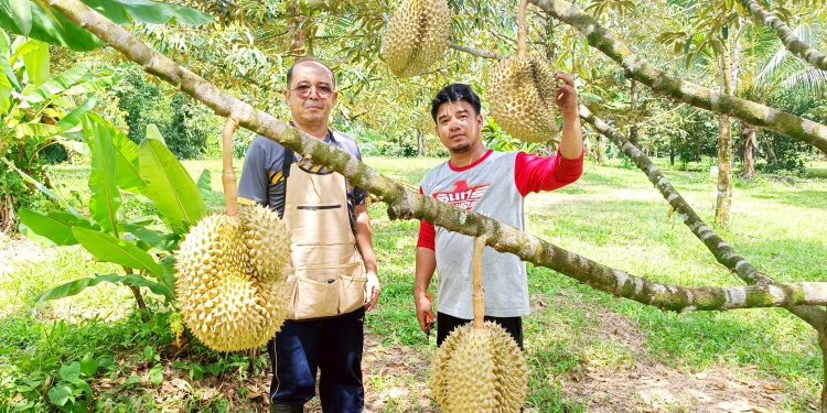 พังงา- หนุ่มท้ายเหมืองเปิดสวนทุเรียนคลองน้ำแดง สืบสานมรดกบรรพบุรุษ เน้นเกษตรอินทรีย์ เตรียมเปิดเป็นแหล่งท่องเที่ยวเชิงเกษตรฤดูกาลหน้า 12 พังงา- หนุ่มท้ายเหมืองเปิดสวนทุเรียนคลองน้ำแดง สืบสานมรดกบรรพบุรุษ เน้นเกษตรอินทรีย์ เตรียมเปิดเป็นแหล่งท่องเที่ยวเชิงเกษตรฤดูกาลหน้า