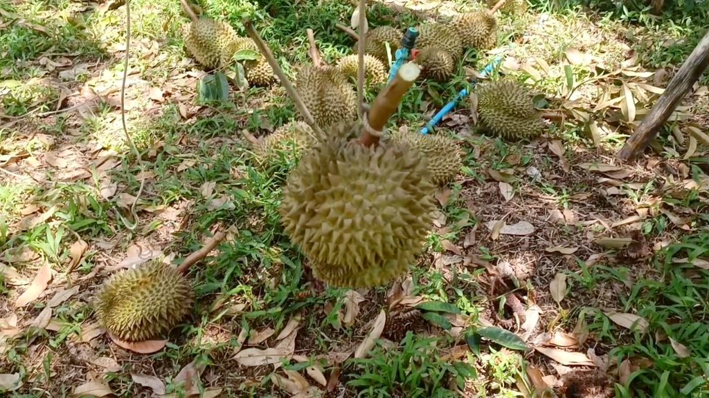 พังงา- หนุ่มท้ายเหมืองเปิดสวนทุเรียนคลองน้ำแดง สืบสานมรดกบรรพบุรุษ เน้นเกษตรอินทรีย์ เตรียมเปิดเป็นแหล่งท่องเที่ยวเชิงเกษตรฤดูกาลหน้า 13 Talknews Online