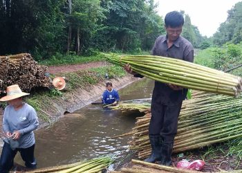ปราจีนบุรี ขายต้นโสนปีละแสนบาท