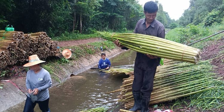 ปราจีนบุรี ขายต้นโสนปีละแสนบาท 12 ปราจีนบุรี ขายต้นโสนปีละแสนบาท