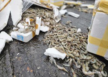 กาญจนบุรี –สังขละบุรี อีกแล้วเนินช้างร้อง พ่วงเบรกแตกอักรถอื่นหลายคันกับ 1 เจ็บ 4 กุ้ง ปลากระจายเกลื่อน