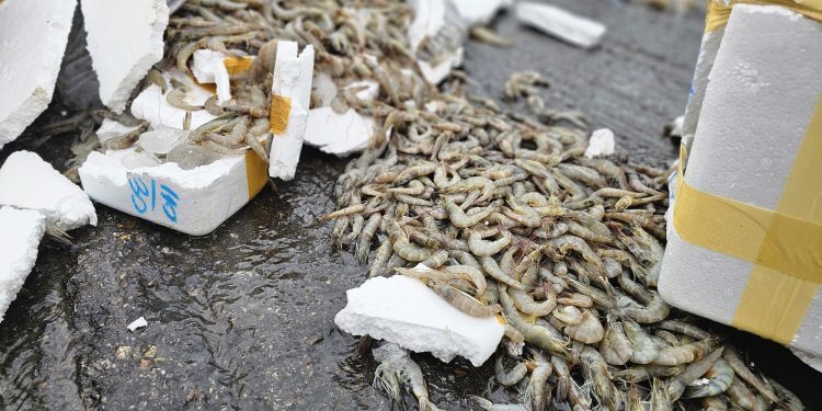 กาญจนบุรี –สังขละบุรี อีกแล้วเนินช้างร้อง พ่วงเบรกแตกอักรถอื่นหลายคันกับ 1 เจ็บ 4 กุ้ง ปลากระจายเกลื่อน