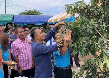 ทต.น้ำสวยจัดงานกินลำไย ไปน้ำสวย และตลาดนัดผลไม้น้ำสวย