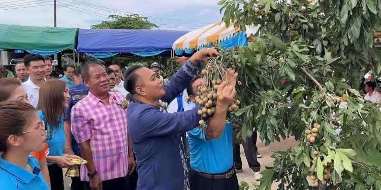 ทต.น้ำสวยจัดงานกินลำไย ไปน้ำสวย และตลาดนัดผลไม้น้ำสวย