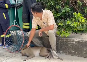 ลิงแสมดื้อปืนสายไฟฟ้าขึ้นคอนโด ก่อนถูกไฟช็อตร่วงจากชั้น 5 ใส่รถยนต์ได้รับความเสียหาย
