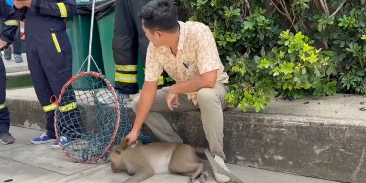 ลิงแสมดื้อปืนสายไฟฟ้าขึ้นคอนโด ก่อนถูกไฟช็อตร่วงจากชั้น 5 ใส่รถยนต์ได้รับความเสียหาย