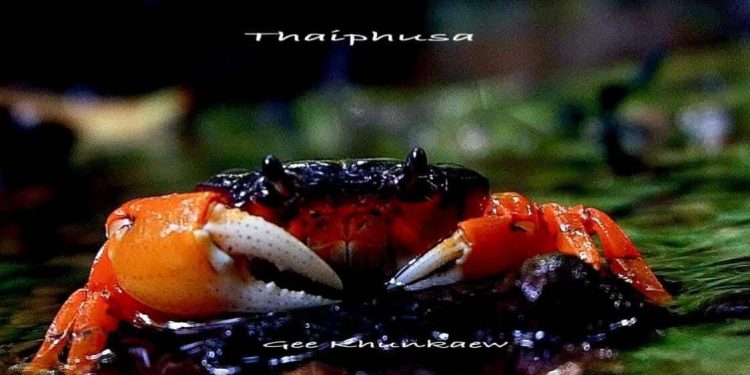 กาญจนบุรี – เชิญชมความสวยงามของปูป่าสีสันสวยงาม ในช่วงหน้าฝนที่บ้านขนุนคลี่ อนุรักษ์ให้คนได้ศึกษา