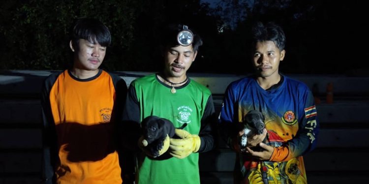 ชัยภูมิเร่งช่วยลูกสุนัขเพศผู้-เมีย2ตัวพลัดแม่ติดอยู่ใต้เสาไฟฟ้ากองซ้อนกันนับ40ต้นนาน2วันด้วยอาการอิดโรย 12 ชัยภูมิเร่งช่วยลูกสุนัขเพศผู้-เมีย2ตัวพลัดแม่ติดอยู่ใต้เสาไฟฟ้ากองซ้อนกันนับ40ต้นนาน2วันด้วยอาการอิดโรย