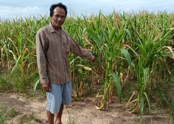 ปราจีนบุรี ฝนทิ้งช่วงข้าวโพดขาดน้ำแห้งตาย