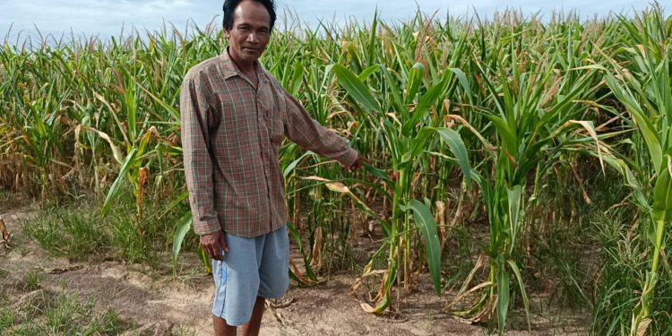 ปราจีนบุรี ฝนทิ้งช่วงข้าวโพดขาดน้ำแห้งตาย