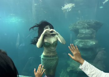 หนองคาย ประชาชน –เงือกหนุ่มสาว โผล่โชว์ ที่ อควาเรียม พิพิธภัณฑ์สัตว์น้ำหนองคาย ผู้ปกครองพาลูกหลาน ตลอดจนนักท่องเที่ยว ชมการแสดงโชว์เงือกอย่างคึกคัก