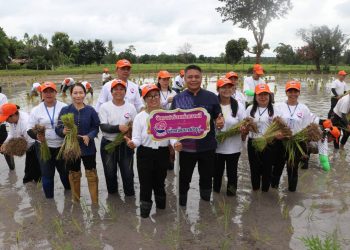 กาฬสินธุ์จิตอาสาจัดกิจกรรมดำนาก้าวตามรอยพ่อ ปักดำวันแม่ เก็บเกี่ยววันพ่อ