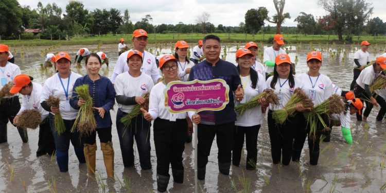 กาฬสินธุ์จิตอาสาจัดกิจกรรมดำนาก้าวตามรอยพ่อ ปักดำวันแม่ เก็บเกี่ยววันพ่อ