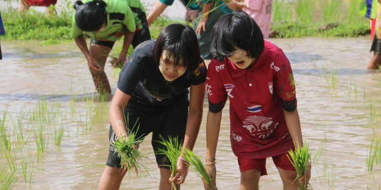 กาญจนบุรี – วิถีแบบบ้านๆ นับวันจะเห็นภาพเช่นนี้ได้ยาก! กิจกรรมทำนาเพื่อโครงการอาหารกลางวันโรงเรียนตำรวจตระเวนชายแดนสหธนาคารกรุงเทพ สืบสานหลักเศรษฐกิจพอเพียงของในหลวงรัชกาลที่9