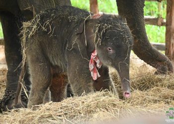 ปางช้างแม่แตง เล็งประกวดตั้งชื่อลูกช้างเกิดใหม่ ชิงเงินรางวัลเผยเป็นลูกช้างเชือกที่ 14 สมาชิกลำดับที่ 66 สุขภาพแข็งแรงกินนมแม่เองได้แล้ว