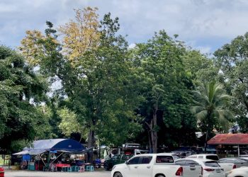 นครนายก – สุดแปลก! ต้นสะเดาออกใบสีเหลืองทอง ชาวบ้านนำธูปเทียนไหว้ ขอโชคลาภ