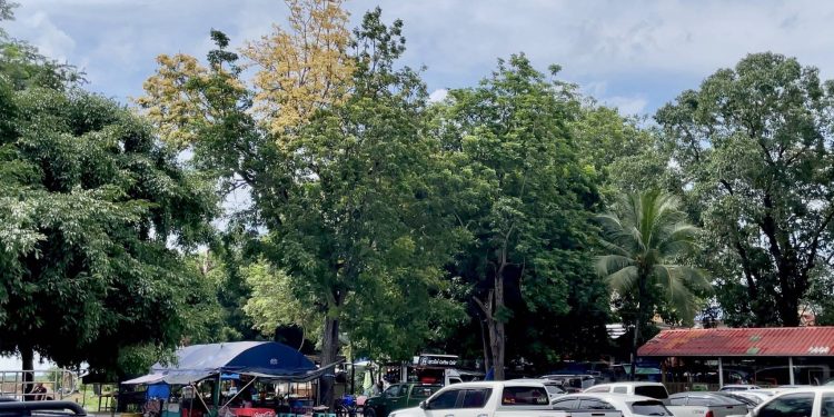 นครนายก - สุดแปลก! ต้นสะเดาออกใบสีเหลืองทอง ชาวบ้านนำธูปเทียนไหว้ ขอโชคลาภ 12 นครนายก – สุดแปลก! ต้นสะเดาออกใบสีเหลืองทอง ชาวบ้านนำธูปเทียนไหว้ ขอโชคลาภ