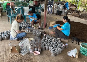 จากน้ำท่วม สู่รายได้ใหม่ ด้วยเห็ดเศรษฐกิจ พร้อมลดฝุ่นควัน