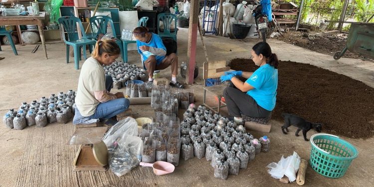 จากน้ำท่วม สู่รายได้ใหม่ ด้วยเห็ดเศรษฐกิจ พร้อมลดฝุ่นควัน 12 จากน้ำท่วม สู่รายได้ใหม่ ด้วยเห็ดเศรษฐกิจ พร้อมลดฝุ่นควัน