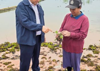 สกลนคร วัชพืชจอกหูหนูยักษ์ยึดเขื่อนน้ำอูน ควรกำจัดทิ้งหรือเอามาทำประโยชน์