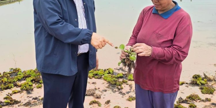 สกลนคร วัชพืชจอกหูหนูยักษ์ยึดเขื่อนน้ำอูน ควรกำจัดทิ้งหรือเอามาทำประโยชน์