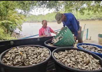 จันทบุรี-ประมงจันท์ “ร่วมชาวบ้านในพื้นที่ ลงแขกลงคลอง”กำจัดปลาหมอคางดำ มหันตภัยลุ่มน้ำ