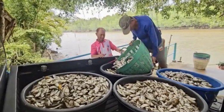 จันทบุรี-ประมงจันท์ “ร่วมชาวบ้านในพื้นที่ ลงแขกลงคลอง”กำจัดปลาหมอคางดำ มหันตภัยลุ่มน้ำ 12 จันทบุรี-ประมงจันท์ “ร่วมชาวบ้านในพื้นที่ ลงแขกลงคลอง”กำจัดปลาหมอคางดำ มหันตภัยลุ่มน้ำ