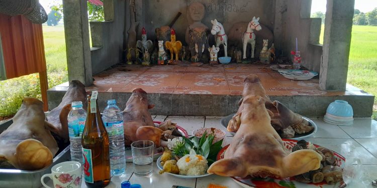 มหาสารคาม ร่วมใจจัดเครื่องบูชาแก้บนศาลปู่ประจำหมู่บ้านเพื่อความเป็นสิริมงคล