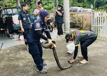 พังงา – ยายวัย 85 ปี ผงาดเจองูจงอางยาว 4 เมตร นอนใต้ตู้เสื้อผ้ากะว่าจะจับเองสุดท้ายงูตัวใหญ่เกินต้องเรียกกู้ภัยมาจับให้