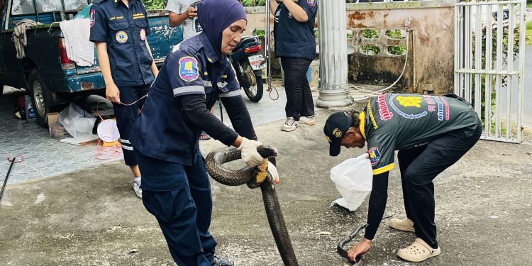 พังงา – ยายวัย 85 ปี ผงาดเจองูจงอางยาว 4 เมตร นอนใต้ตู้เสื้อผ้ากะว่าจะจับเองสุดท้ายงูตัวใหญ่เกินต้องเรียกกู้ภัยมาจับให้