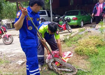 กาญจนบุรี – ชาวบ้านผวาเรียกกู้ภัยช่วยจับเจ้าเหลือมบิ๊กไซส์ 17 กิโลกรัม ยาว 5 เมตร พยายามอยู่นานสุดท้ายไม่รอดถูกจับลงถุงไปปล่อยคืนสู่ธรรมชาติ