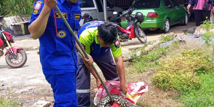 กาญจนบุรี – ชาวบ้านผวาเรียกกู้ภัยช่วยจับเจ้าเหลือมบิ๊กไซส์ 17 กิโลกรัม ยาว 5 เมตร พยายามอยู่นานสุดท้ายไม่รอดถูกจับลงถุงไปปล่อยคืนสู่ธรรมชาติ