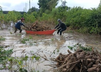ปราจีนบุรี ถอนมันหนีน้ำท่วมท่ามกลางฝนตกรินๆ