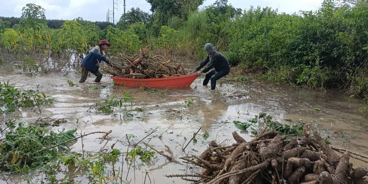 ปราจีนบุรี ถอนมันหนีน้ำท่วมท่ามกลางฝนตกรินๆ 12 ปราจีนบุรี ถอนมันหนีน้ำท่วมท่ามกลางฝนตกรินๆ