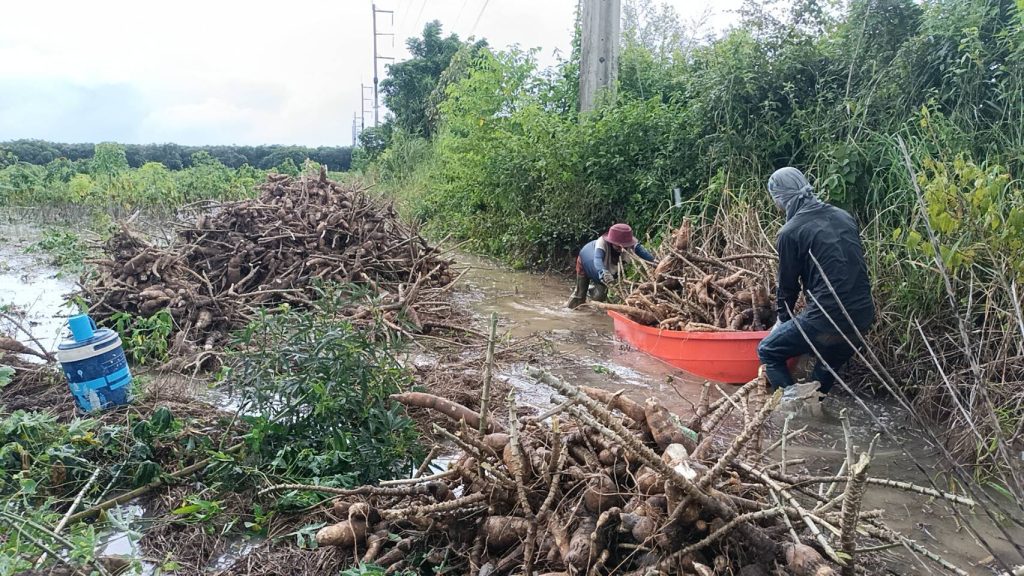 ปราจีนบุรี ถอนมันหนีน้ำท่วมท่ามกลางฝนตกรินๆ 13 Talknews Online