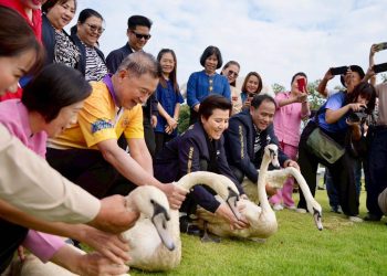 ส.ว.ก๊อง จับมือไนท์ซาฟารี ปล่อยหงส์ขาว ที่หนองเขียว สวน อบจ.สร้างสีสัน เล็งเพิ่มแพะแคระ-เต่าดึงดูดนักท่องเที่ยว