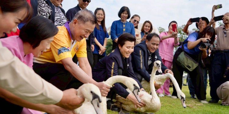 ส.ว.ก๊อง จับมือไนท์ซาฟารี ปล่อยหงส์ขาว ที่หนองเขียว สวน อบจ.สร้างสีสัน เล็งเพิ่มแพะแคระ-เต่าดึงดูดนักท่องเที่ยว 12 ส.ว.ก๊อง จับมือไนท์ซาฟารี ปล่อยหงส์ขาว ที่หนองเขียว สวน อบจ.สร้างสีสัน เล็งเพิ่มแพะแคระ-เต่าดึงดูดนักท่องเที่ยว