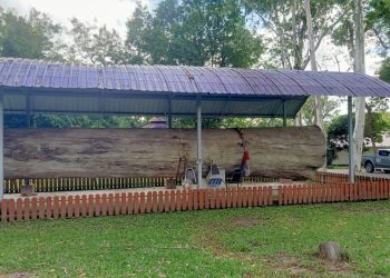 สกลนคร ทึ่งยางนายักษ์อายุกว่า 400 ปี แห่ขอโชคลาภได้เลข 10