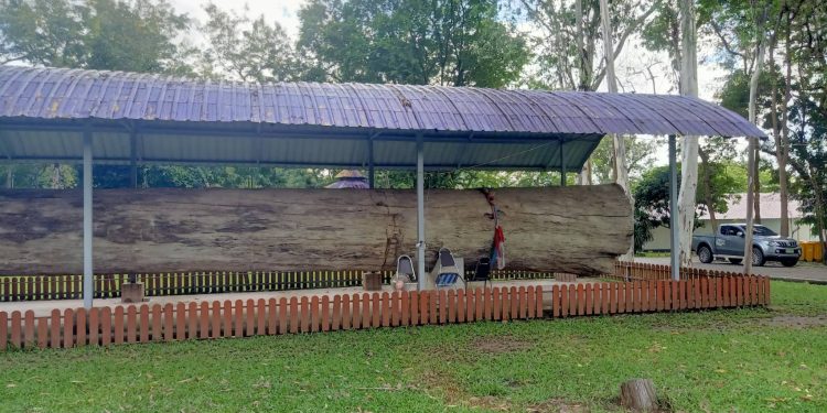 สกลนคร ทึ่งยางนายักษ์อายุกว่า 400 ปี แห่ขอโชคลาภได้เลข 10