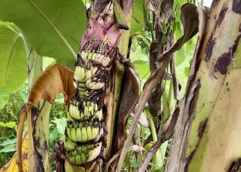 นครนายก – ต้นกล้วยแปลก ออกเครือกลางลำต้น ชาวบ้านเชื่อจะได้โชคใหญ่