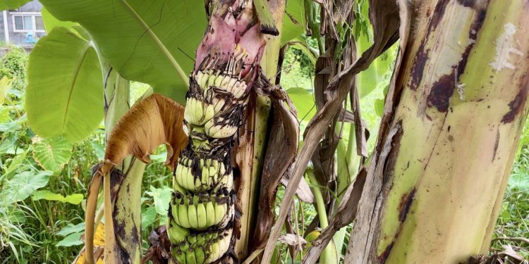 นครนายก – ต้นกล้วยแปลก ออกเครือกลางลำต้น ชาวบ้านเชื่อจะได้โชคใหญ่