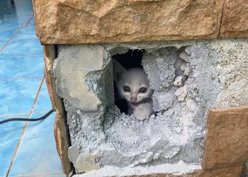 กาญจนบุรี – จนท.เร่งช่วยเจ้าลูกแมวน้อยรอดปลอดภัย! งานป้องกันและบรรเทาสาธารณภัยเทศบาลตำบลทองผาภูมิ ออกช่วยเหลือลูกแมวติดอยู่ในเสาอาคารโรงเรียนเทศบาลทองผาภูมิ