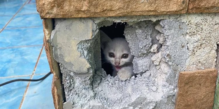 กาญจนบุรี – จนท.เร่งช่วยเจ้าลูกแมวน้อยรอดปลอดภัย! งานป้องกันและบรรเทาสาธารณภัยเทศบาลตำบลทองผาภูมิ ออกช่วยเหลือลูกแมวติดอยู่ในเสาอาคารโรงเรียนเทศบาลทองผาภูมิ