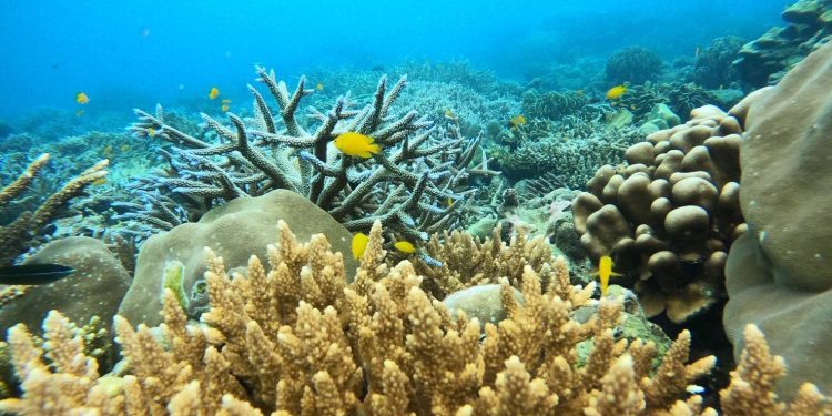 แม่ทัพปุ๊ ลงพื้นที่ อ่าวจาก สำรวจการฟื้นตัวของแนวปะการังได้รับความเสียหายจากเหตุเรือขนส่งสินค้า MV AYAR LINN สัญชาติเมียนมาพุ่งชนและเกยตื้น 12 แม่ทัพปุ๊ ลงพื้นที่ อ่าวจาก สำรวจการฟื้นตัวของแนวปะการังได้รับความเสียหายจากเหตุเรือขนส่งสินค้า MV AYAR LINN สัญชาติเมียนมาพุ่งชนและเกยตื้น