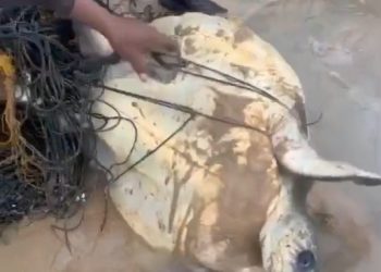 พังงา-ชื่นชม เจ้าหน้าที่รีสอร์ตดังเกาะพระทอง ช่วยชีวิตเต่าหญ้าติดเศษอวนเกยตื้นชายหาด