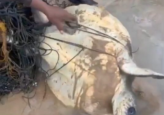 พังงา-ชื่นชม เจ้าหน้าที่รีสอร์ตดังเกาะพระทอง ช่วยชีวิตเต่าหญ้าติดเศษอวนเกยตื้นชายหาด