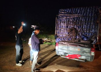 สำนักงานศุลกากรภาคที่ 2 ตรวจยึดมะม่วงแก้วขมิ้น ลักลอบนำเข้า ไม่ผ่านพิธีการศุลกากร มูลค่ากว่า 250,000 บาท